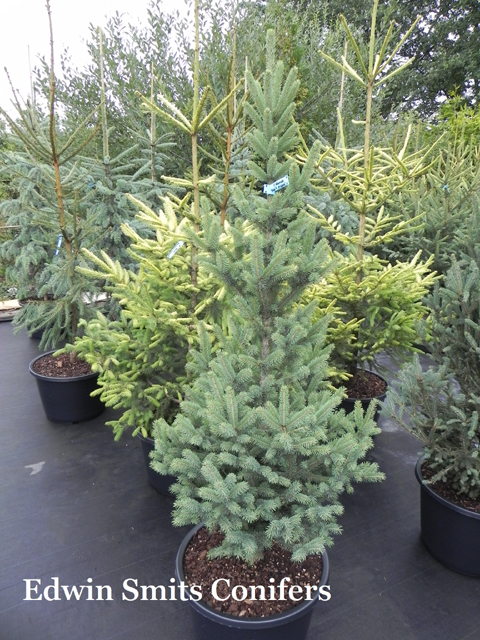 Picea glauca 'Gees Pillar'